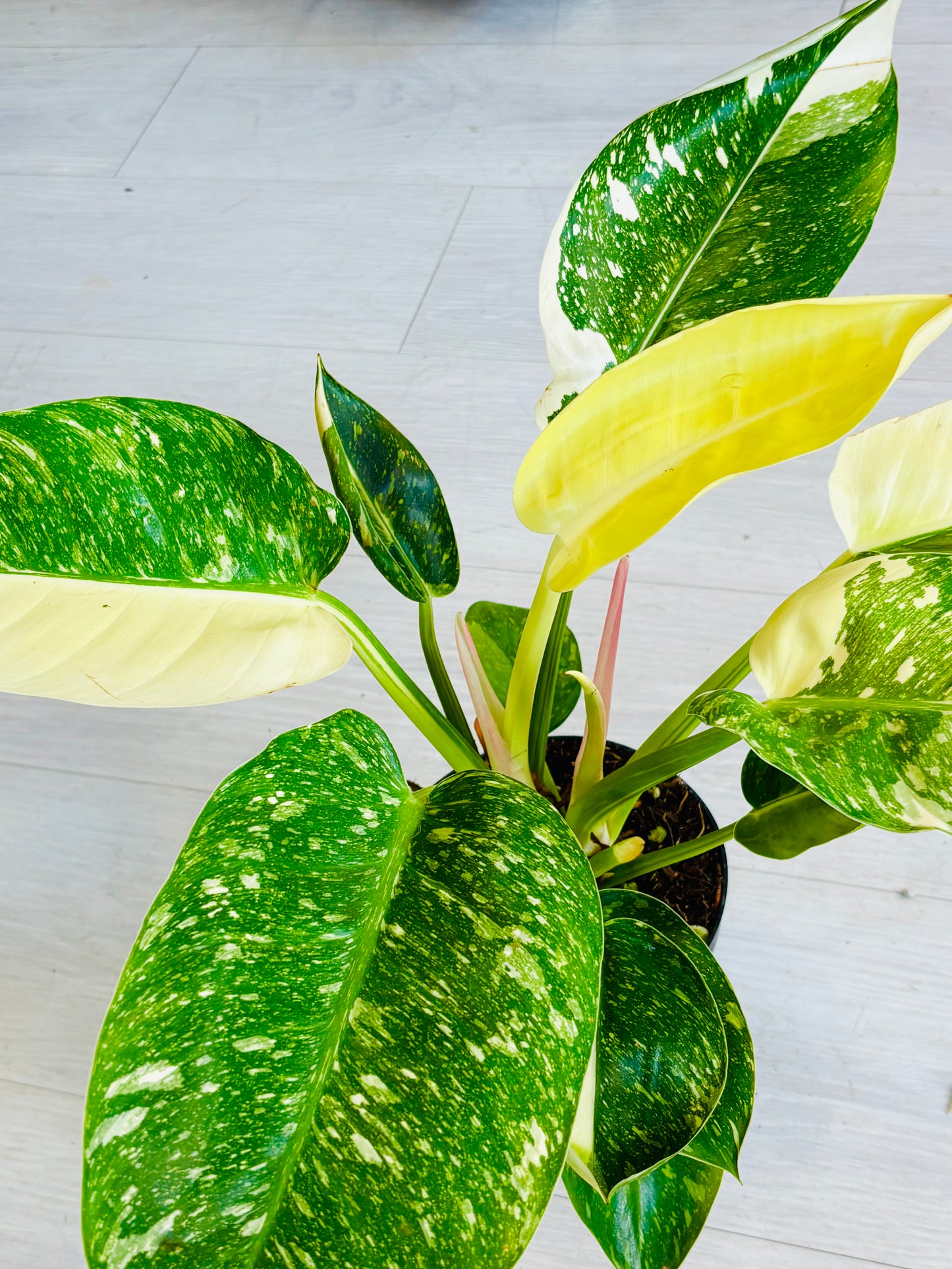 Variegated Green Congo Philodendron