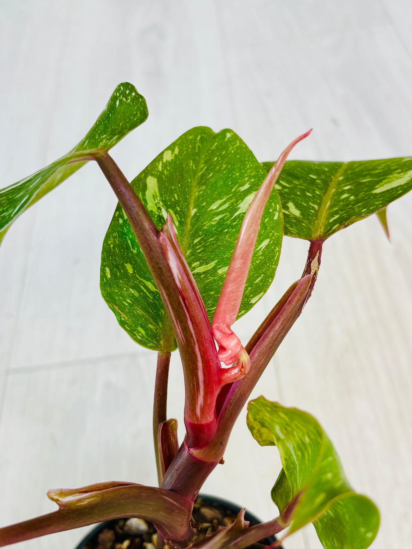 White Knight Marble Philodendron