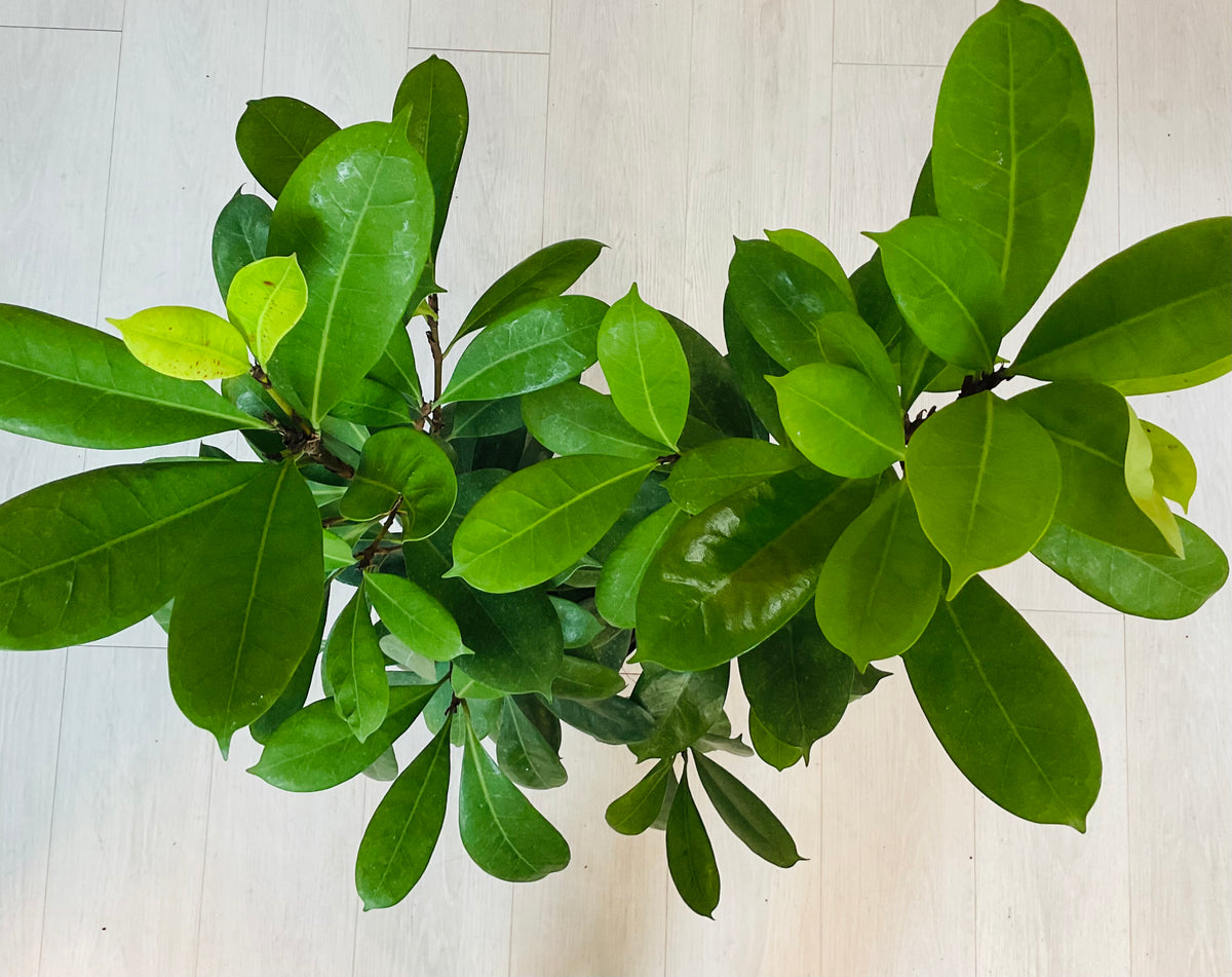 Ficus Cyastipula