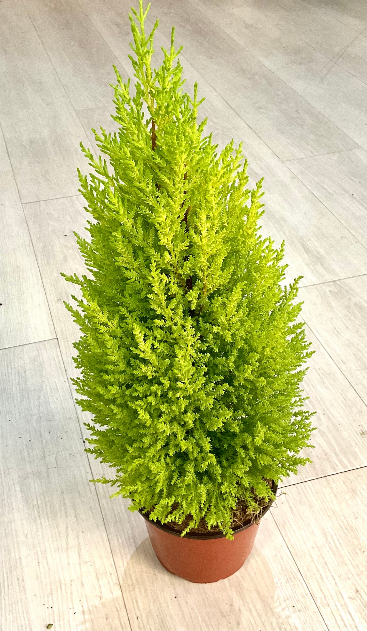 Lemon Cypress Tree