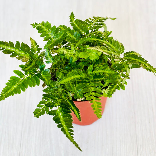 Indian Holly Fern