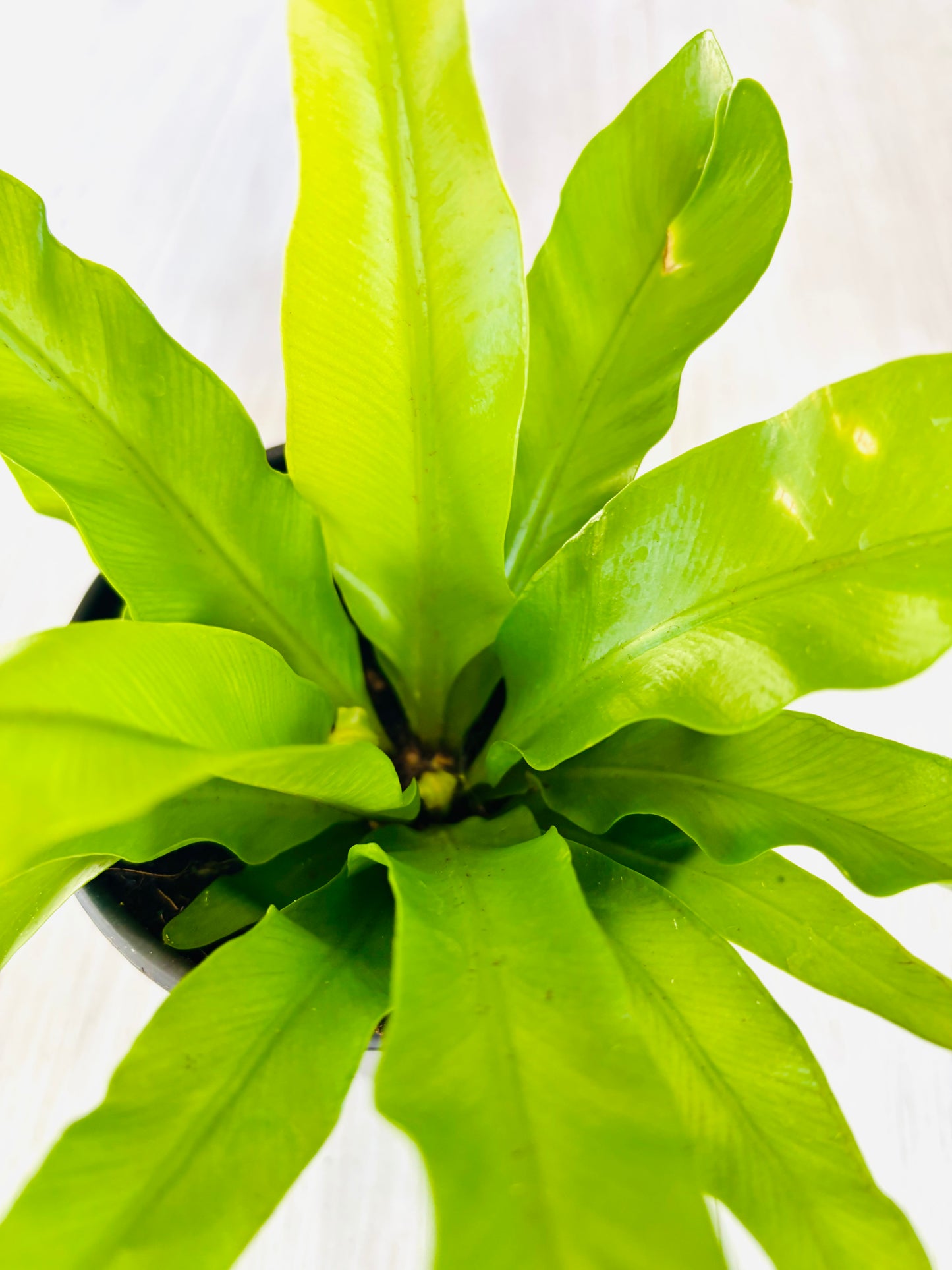 Birds Nest Fern