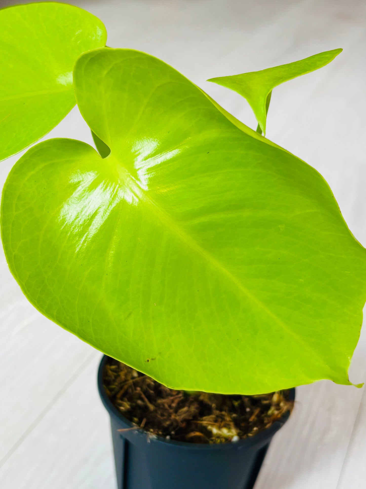 Lemon Lime Monstera