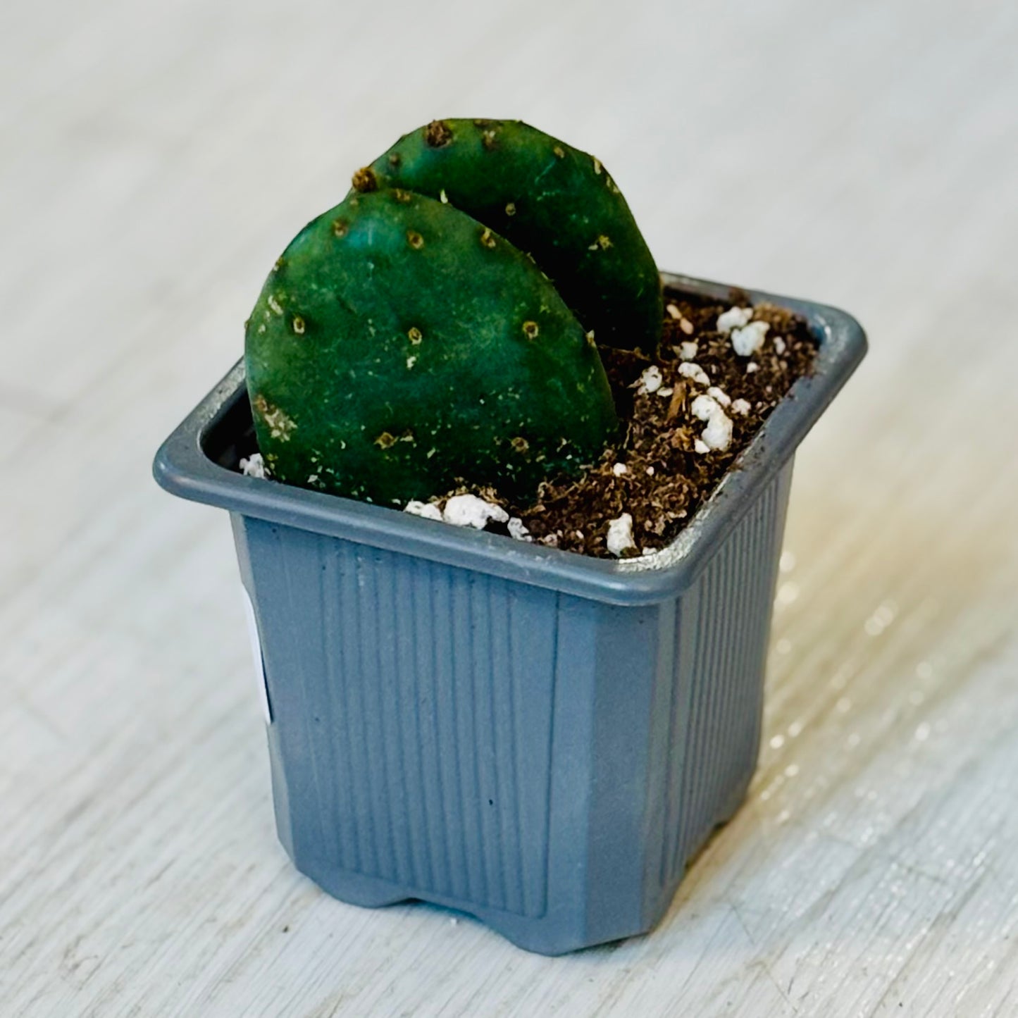 Cactus - Assorted 3"