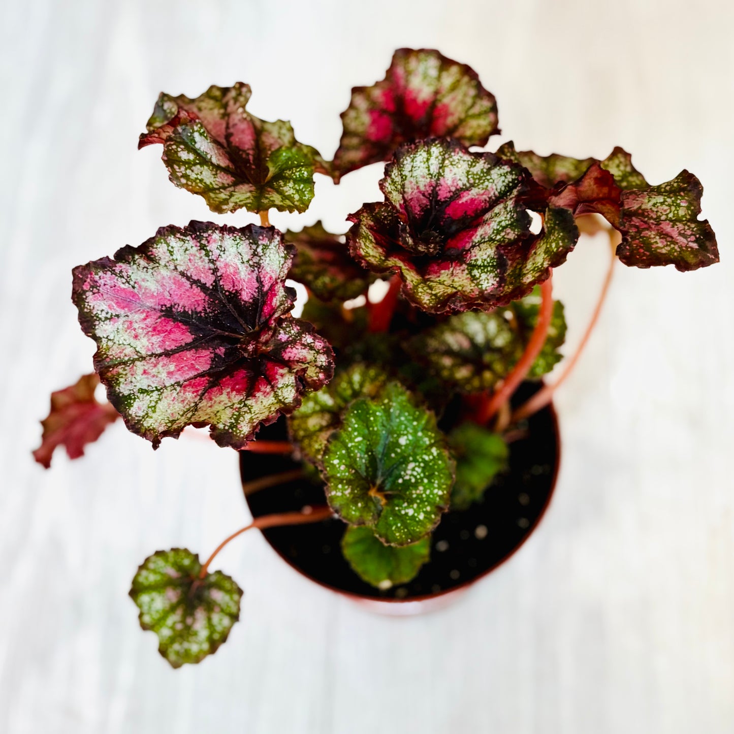 Rex Begonia