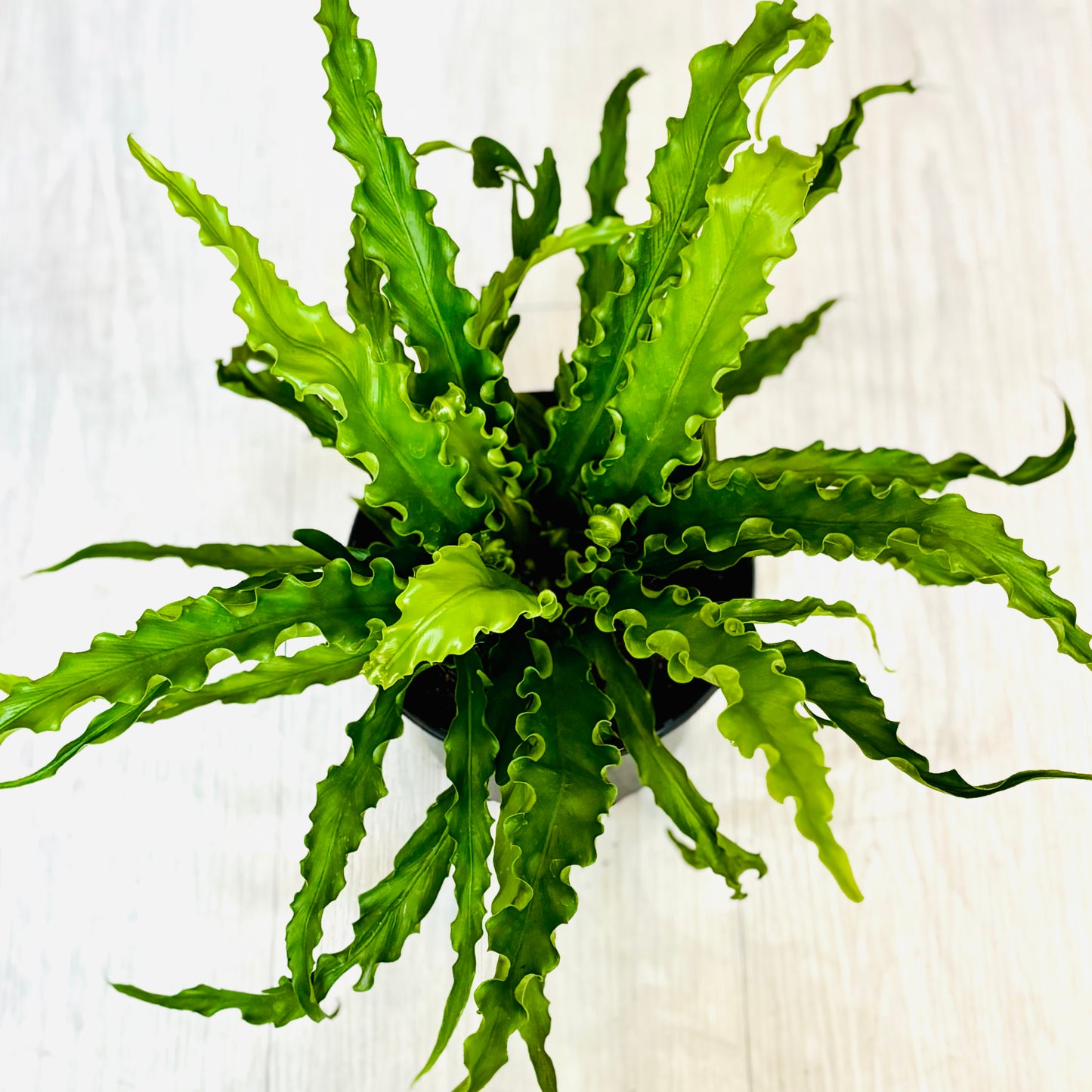 Victoria Bird's Nest Fern