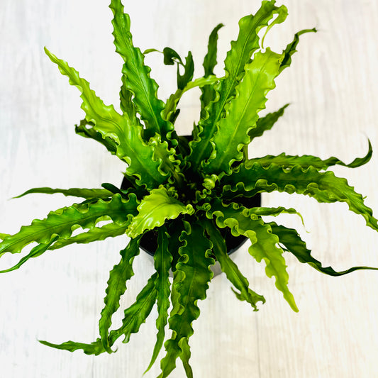 Victoria Bird's Nest Fern