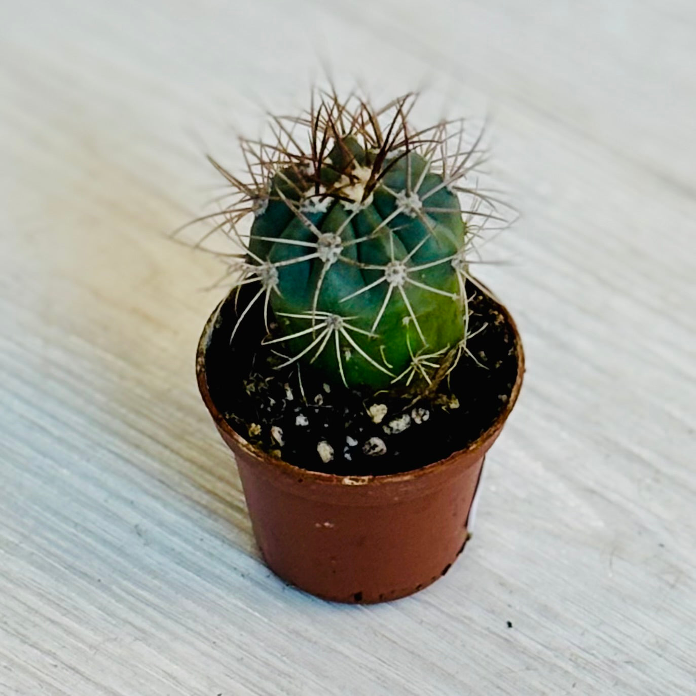 Cactus - Assorted 2"
