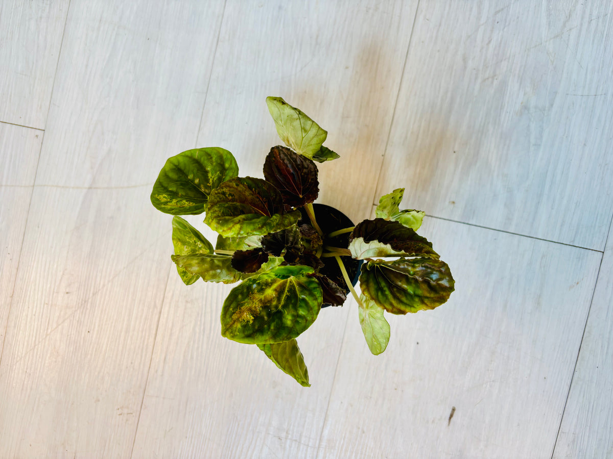 Peperomia Caperata
