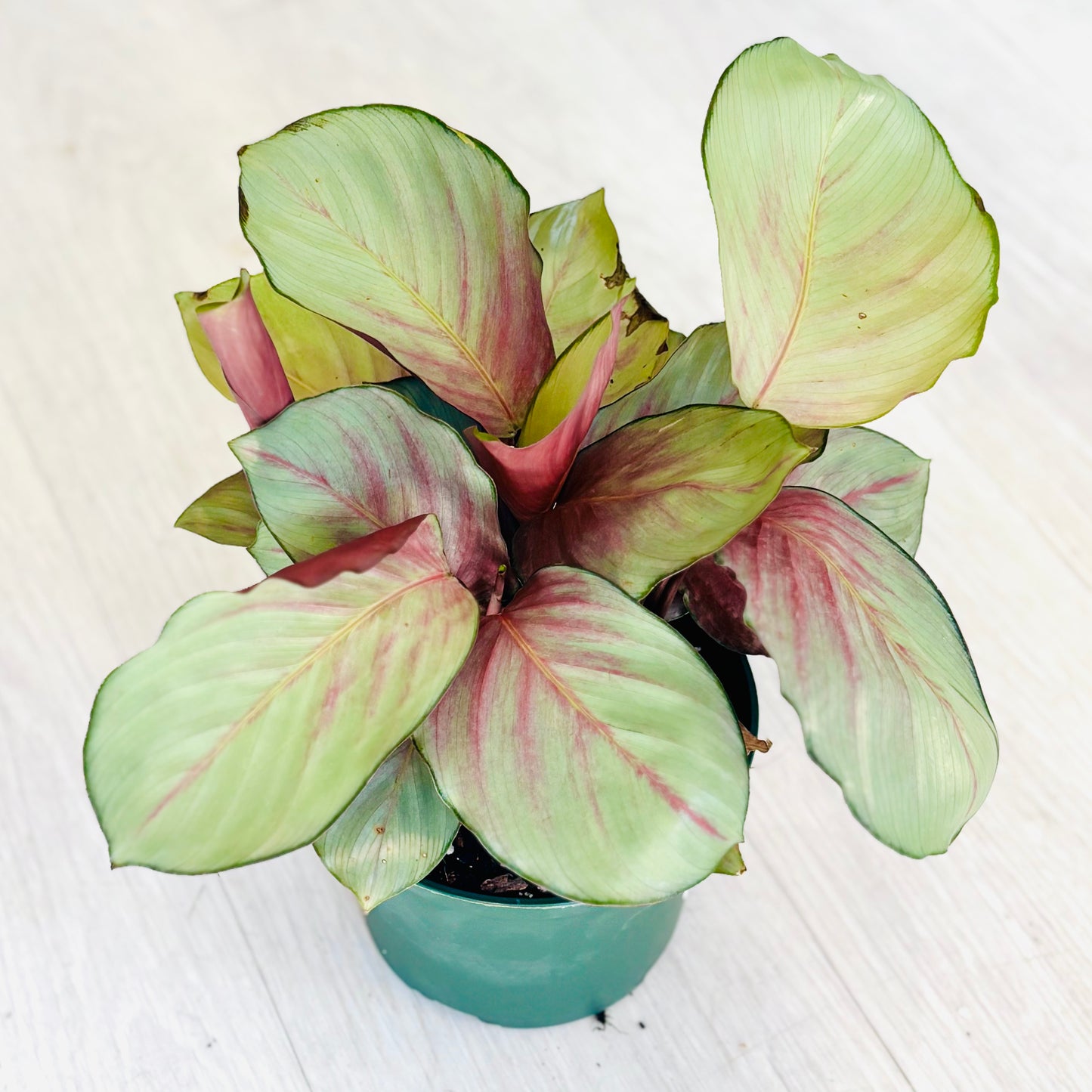 Silver Plate Calathea