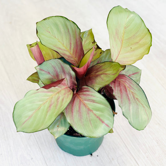 Silver Plate Calathea