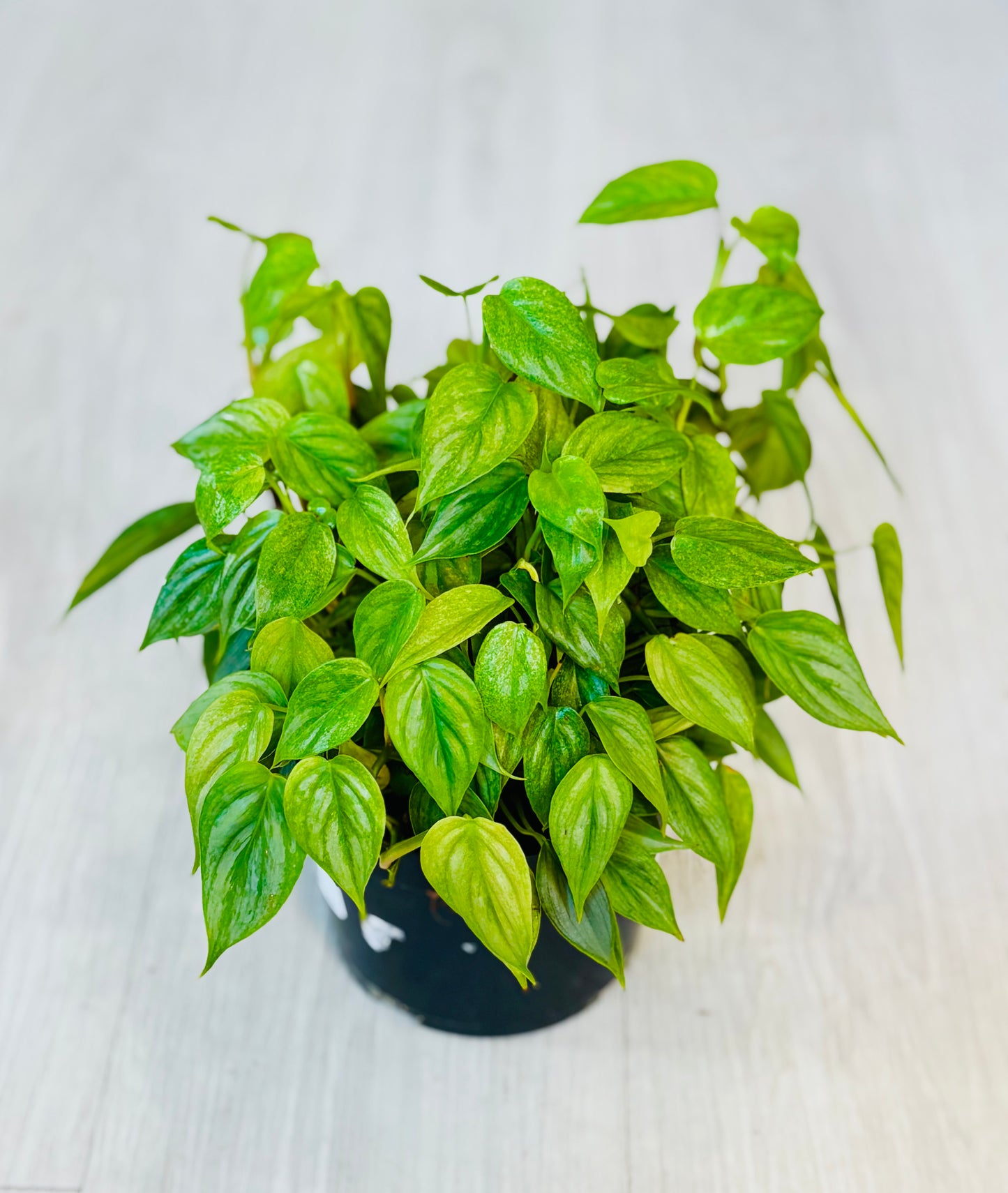 Sodiroi Philodendron