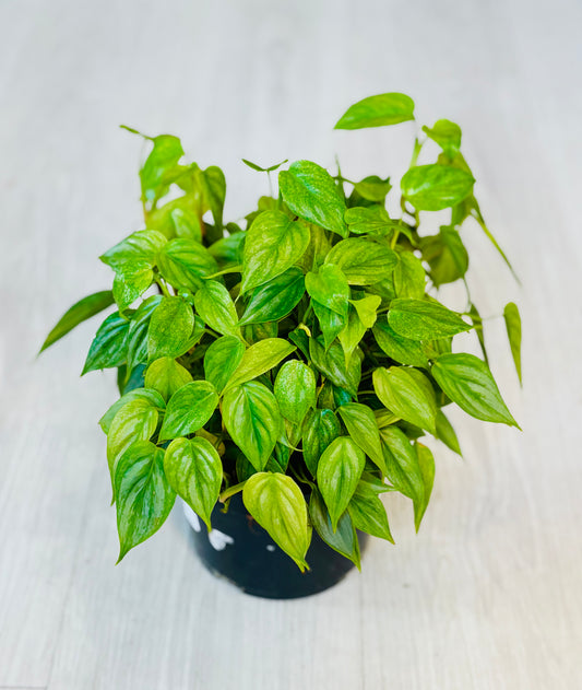 Sodiroi Philodendron
