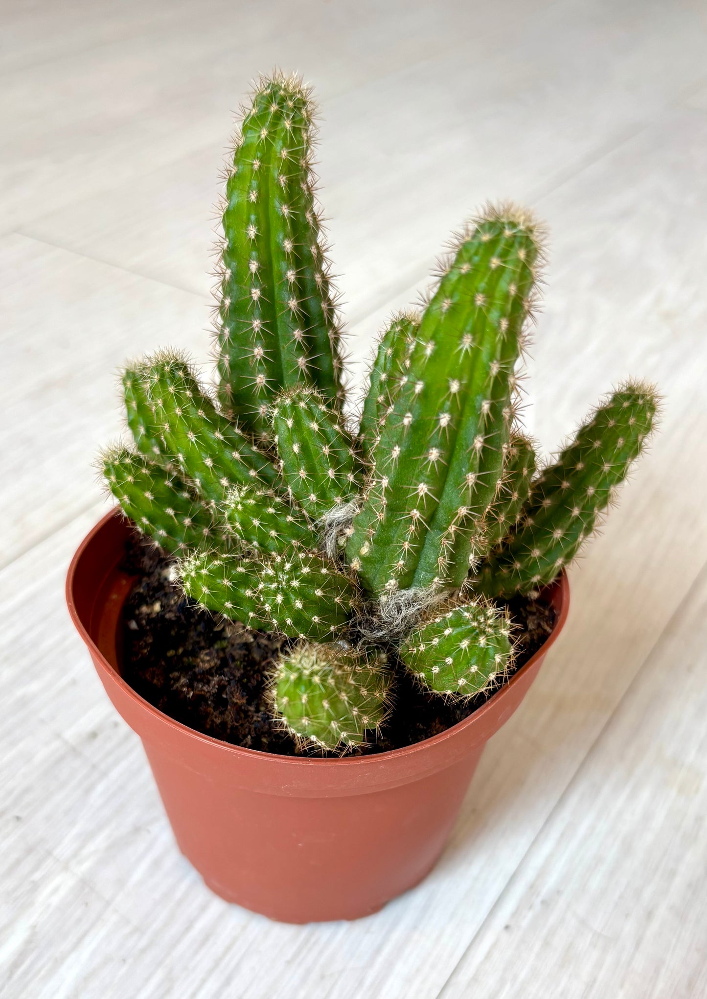 Cactus - Assorted 4"