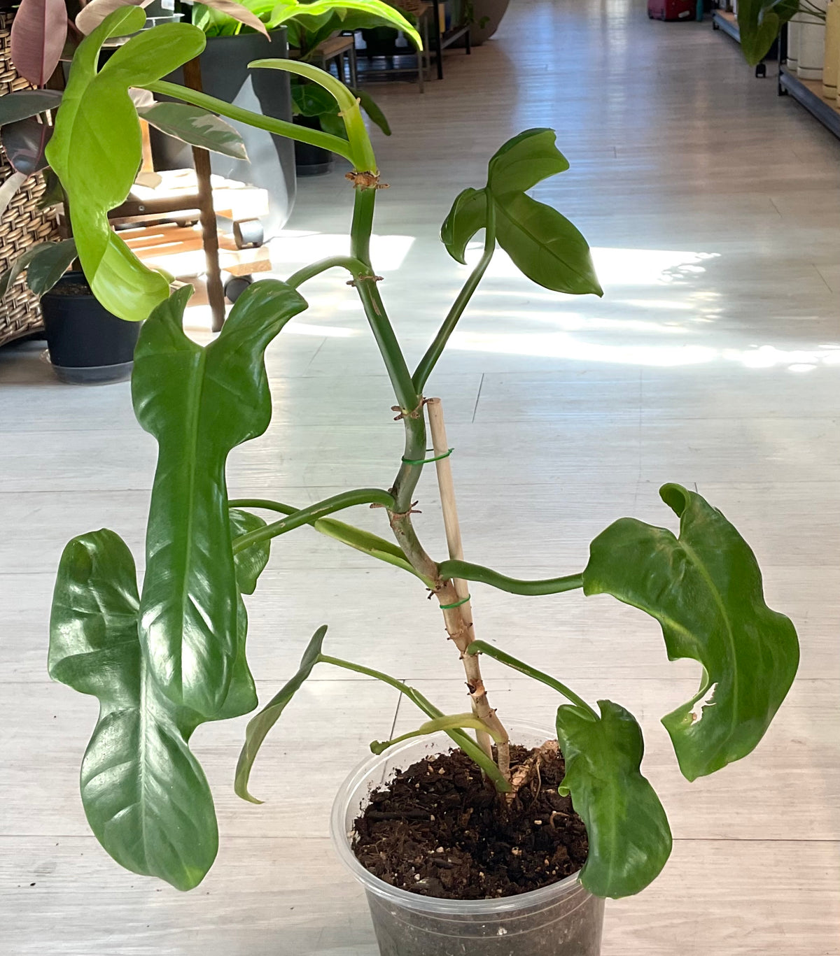 Violin Philodendron