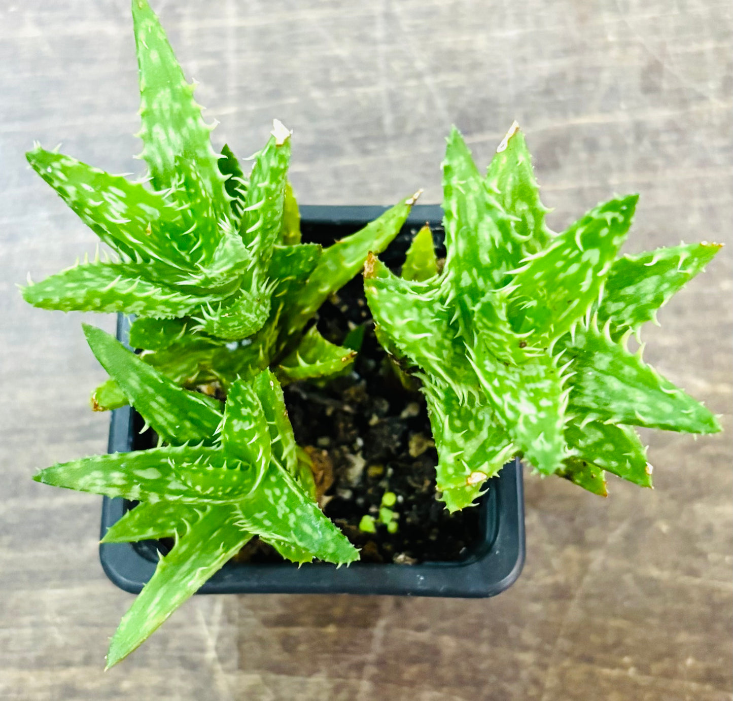 Succulents - Assorted 3"