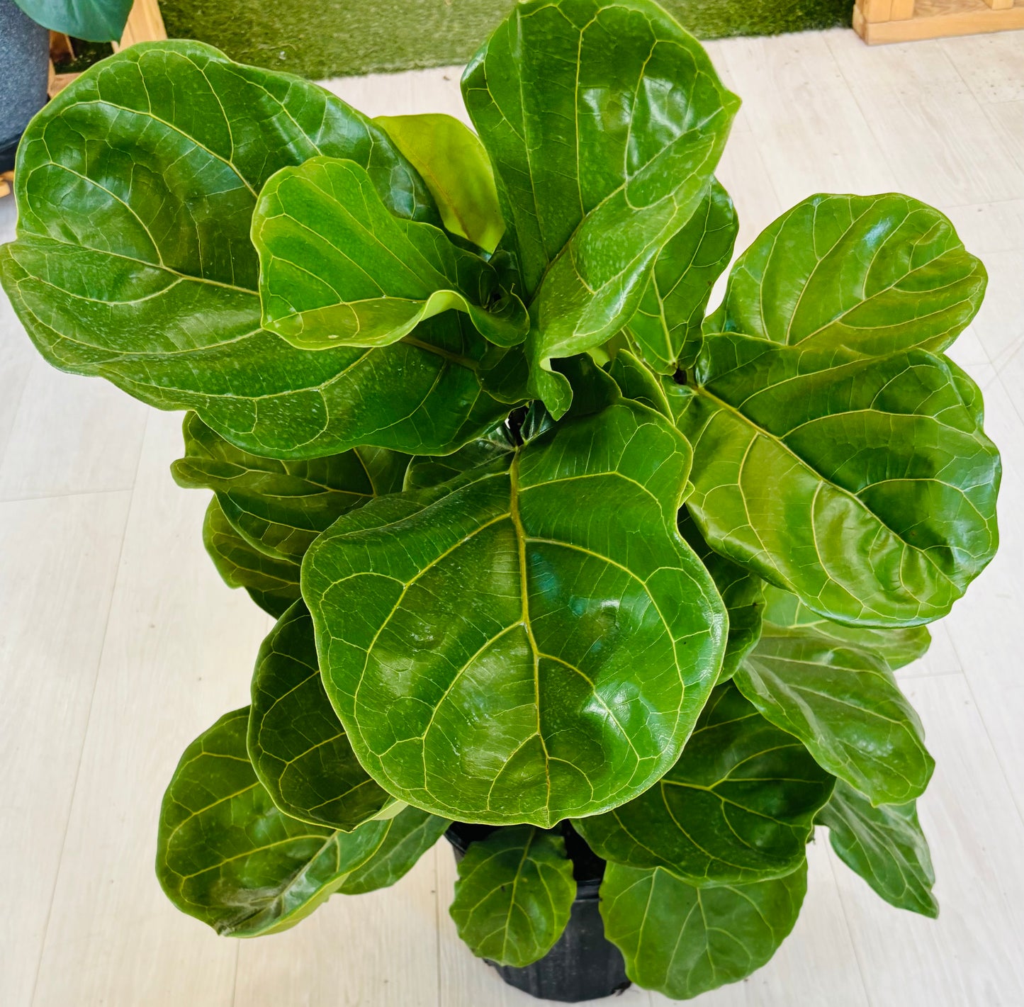 Fiddle Leaf Fig Bush