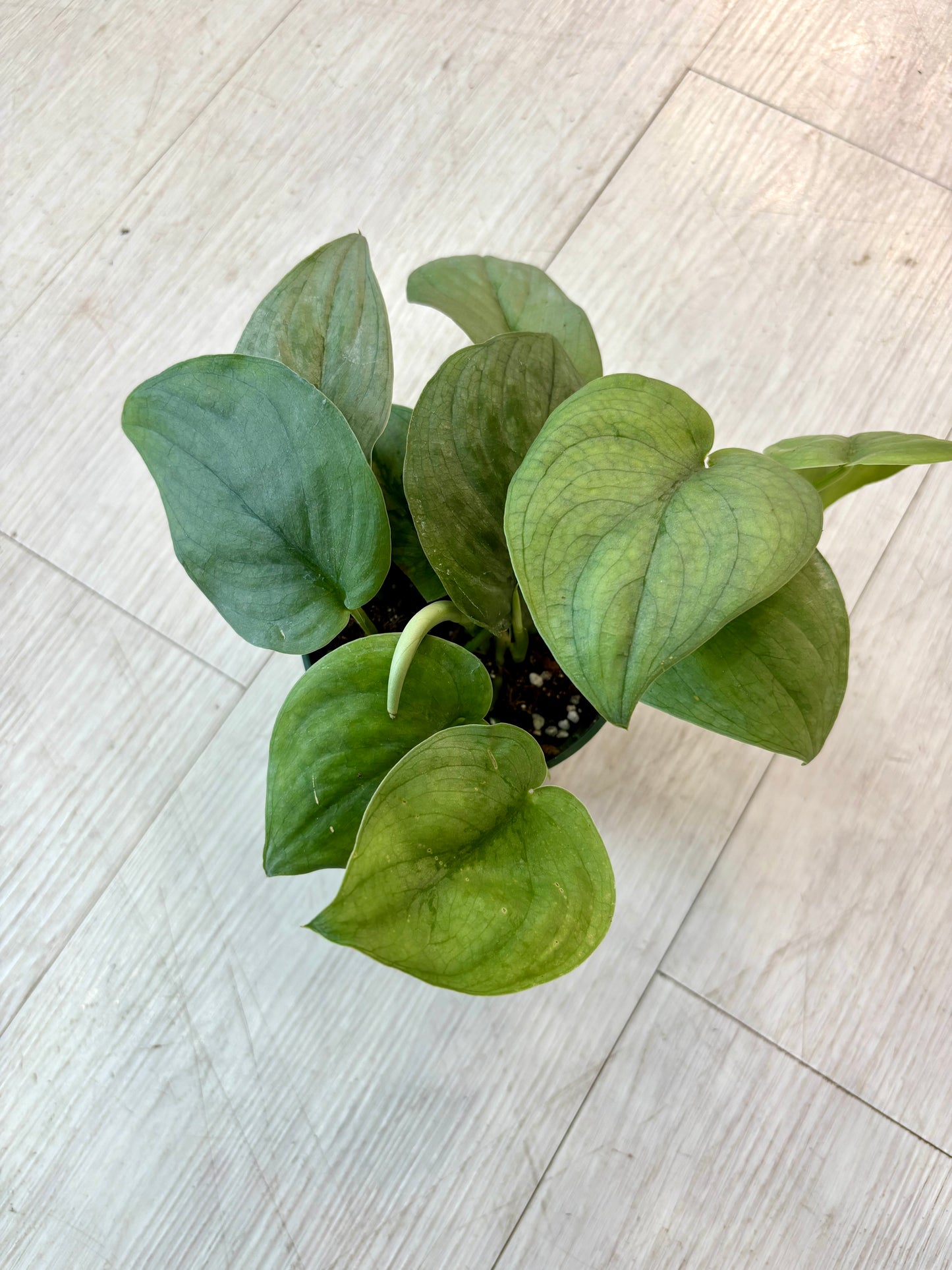 Platinum Scindapsus