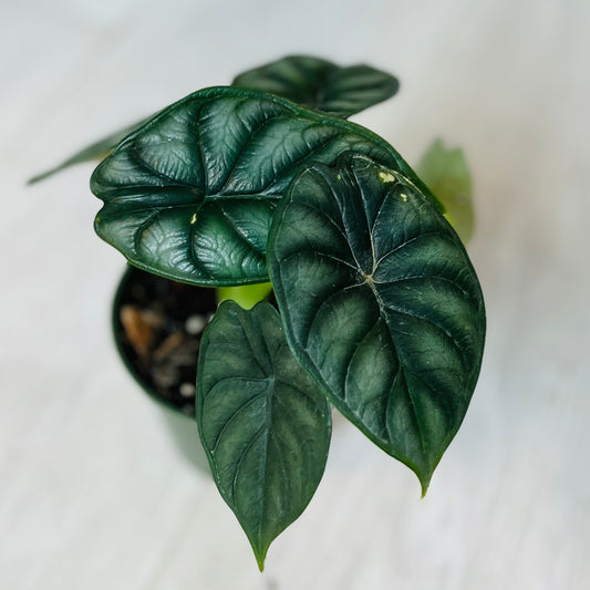 Dragon Scale Alocasia