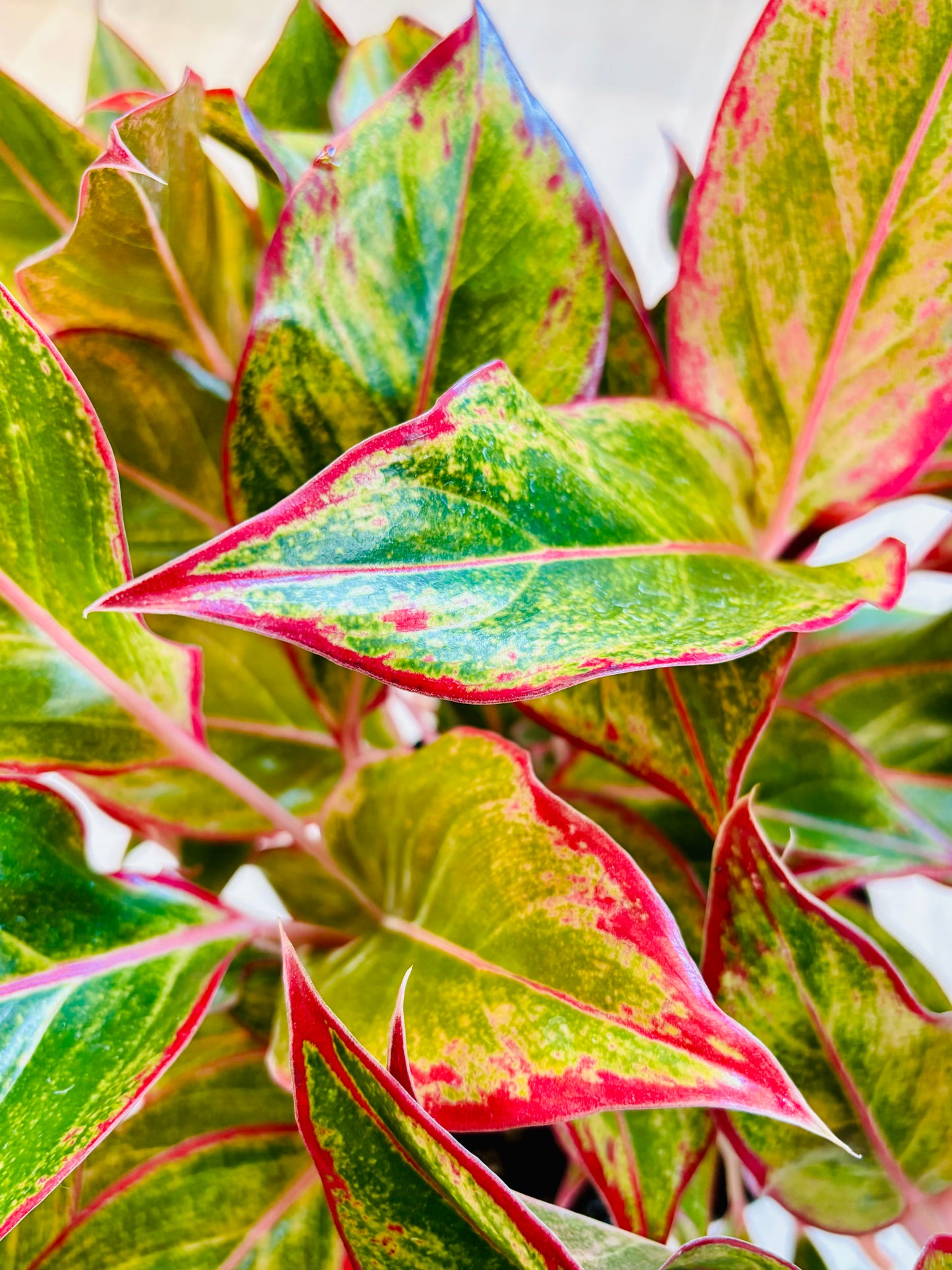 King of Siam Aglaonema