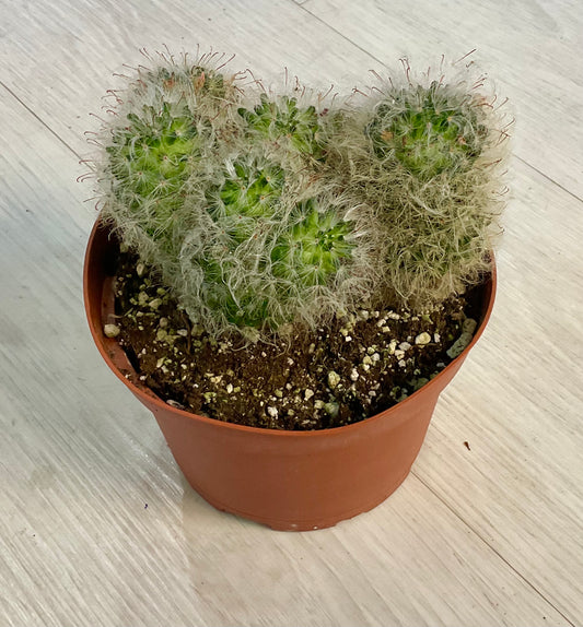 Powder Puff Cactus 6"