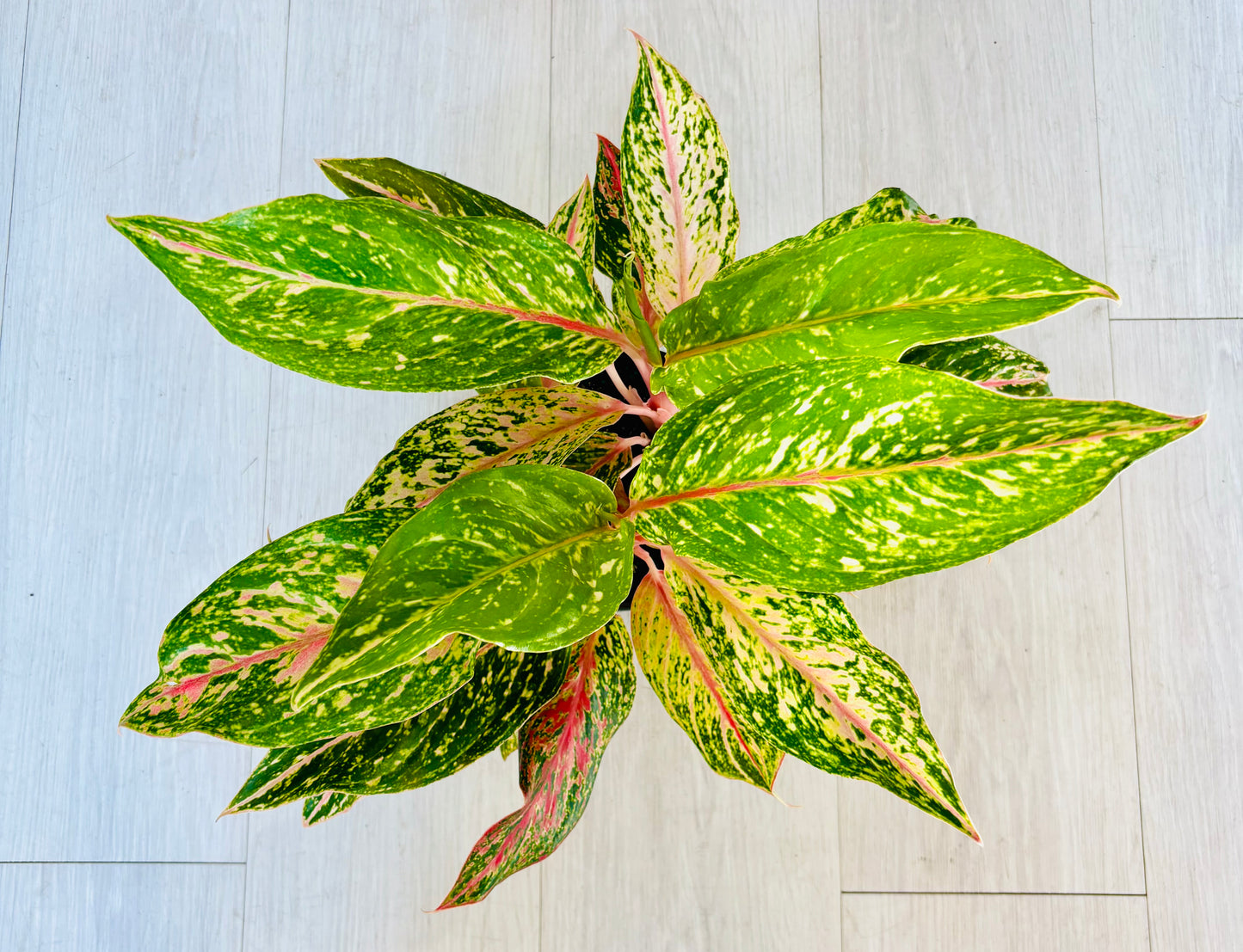 Aglaonema Butterfly