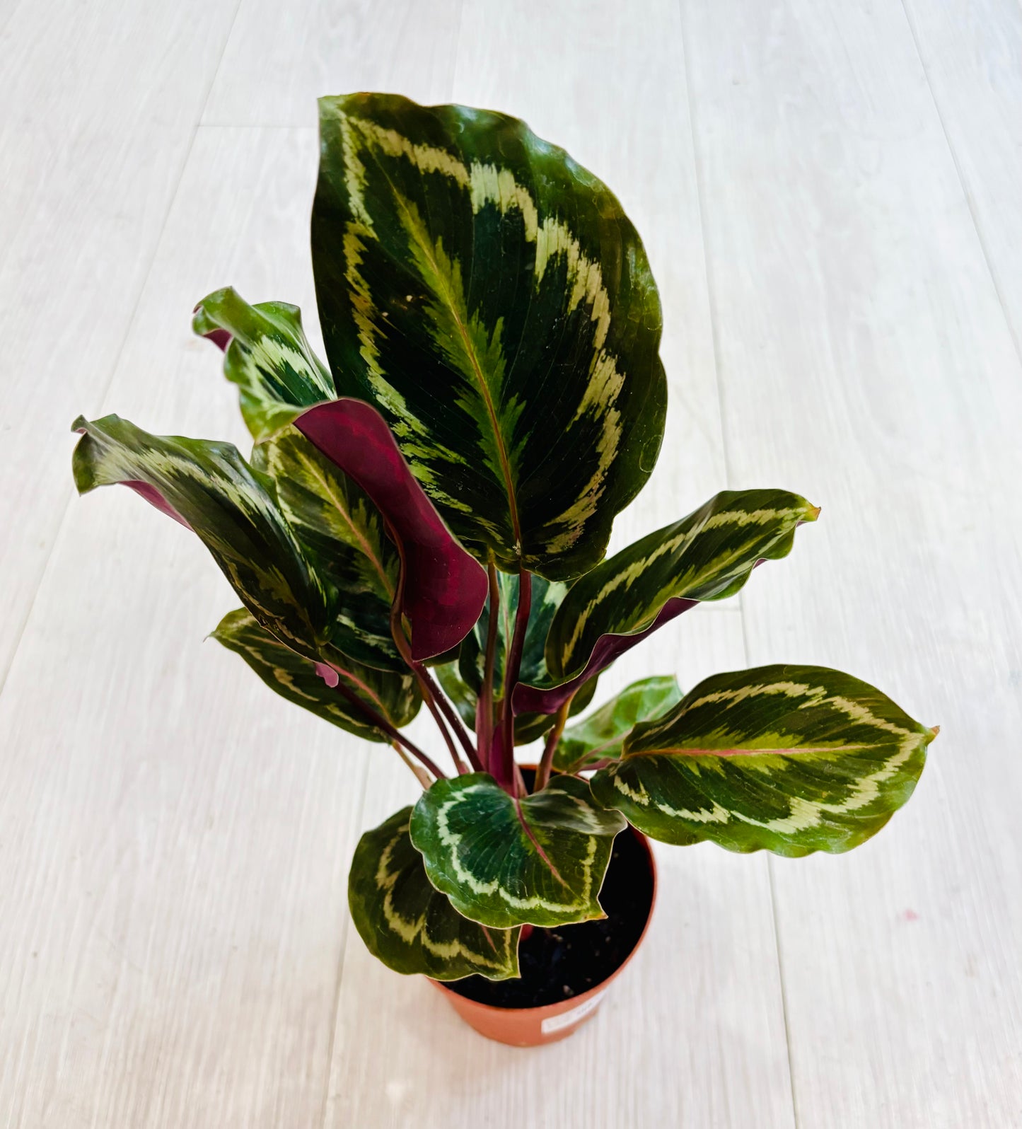Roseopicta Eclipse Calathea