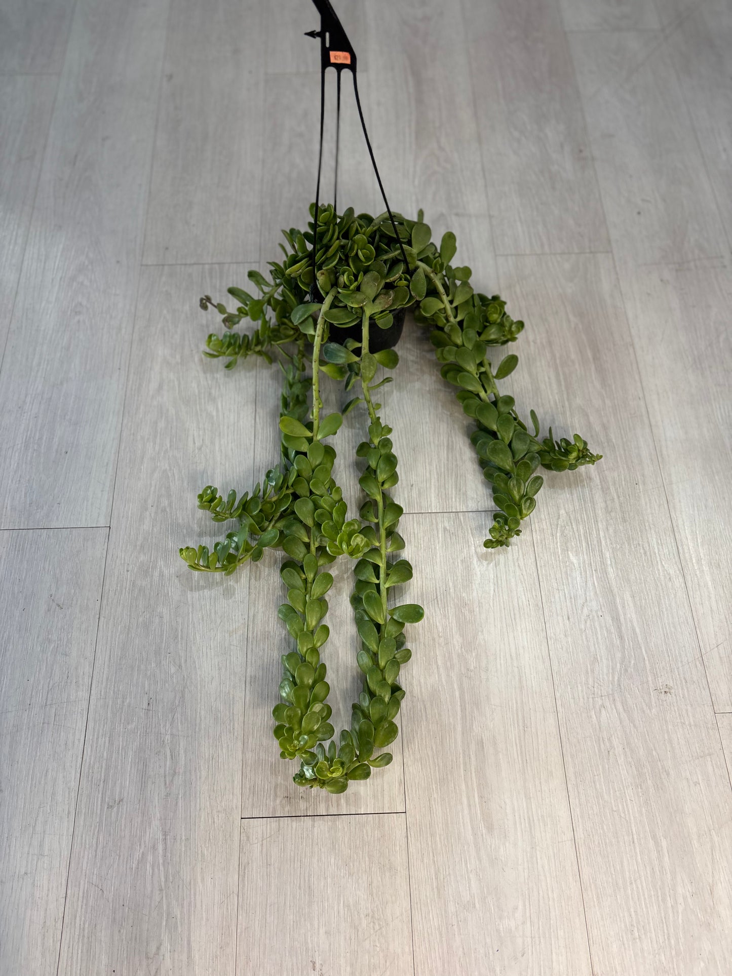 Hanging Jade