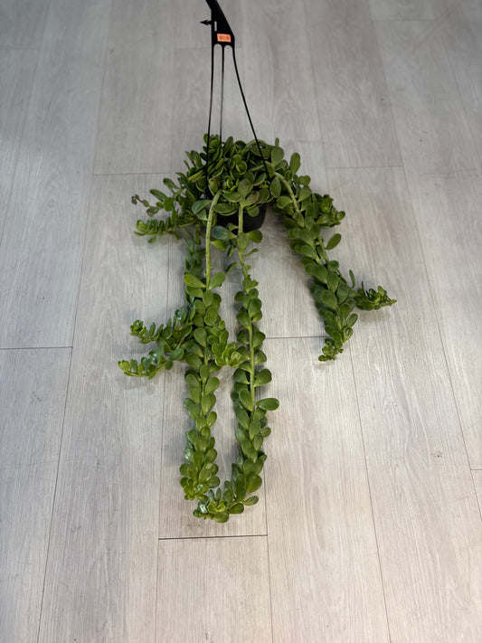 Hanging Jade