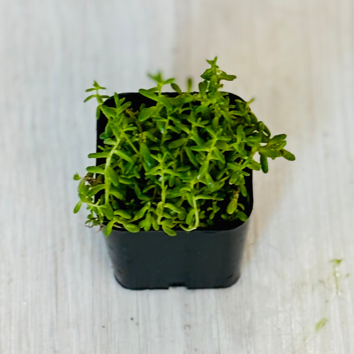 Succulents - Assorted 2”