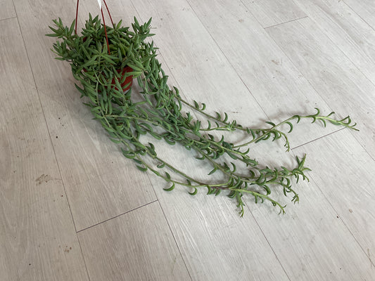 String of Fishhooks