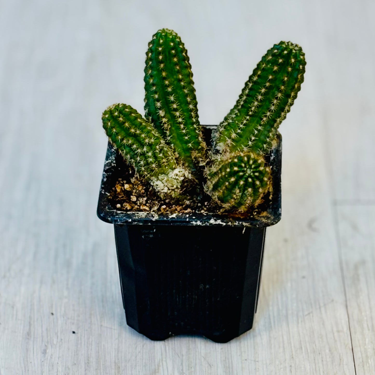 Cactus - Assorted 3"