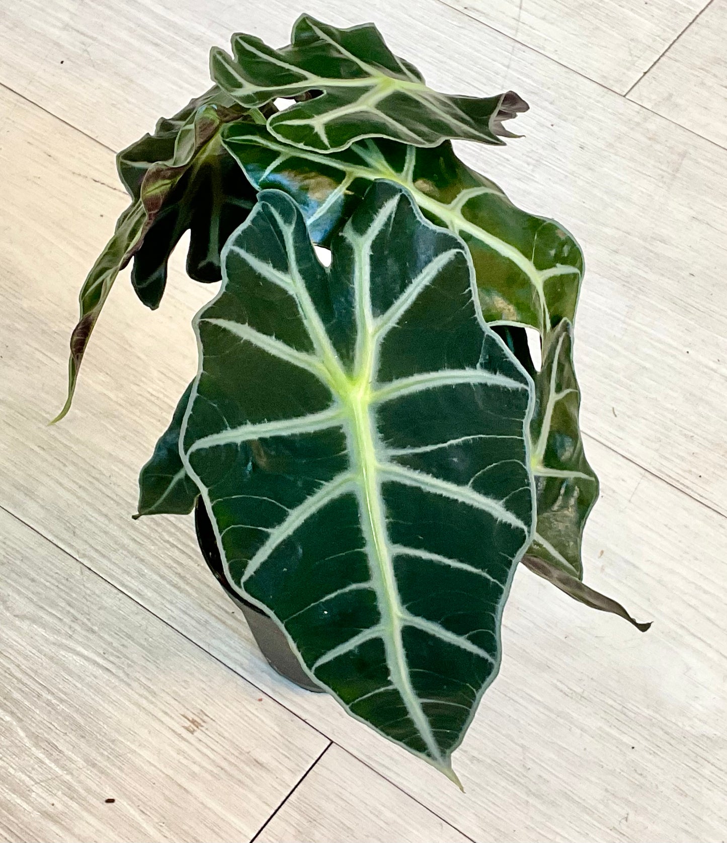 Alocasia Polly