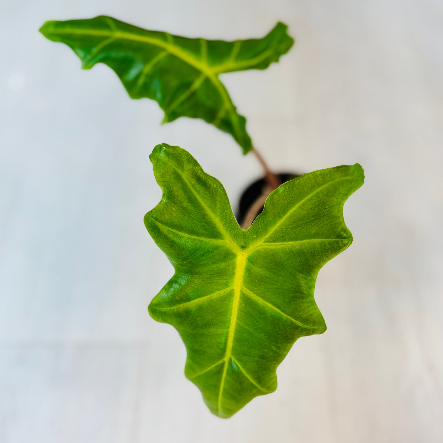 Golden Dragon Alocasia