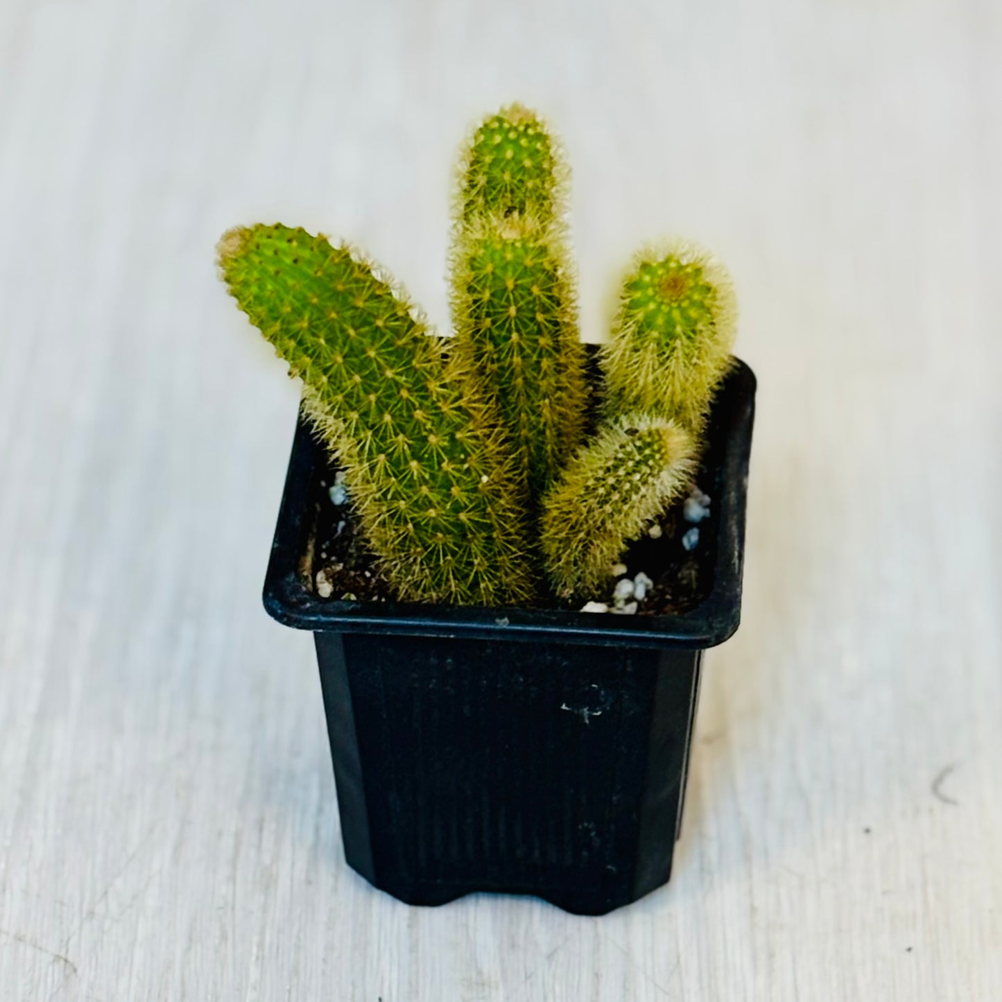Cactus - Assorted 3"