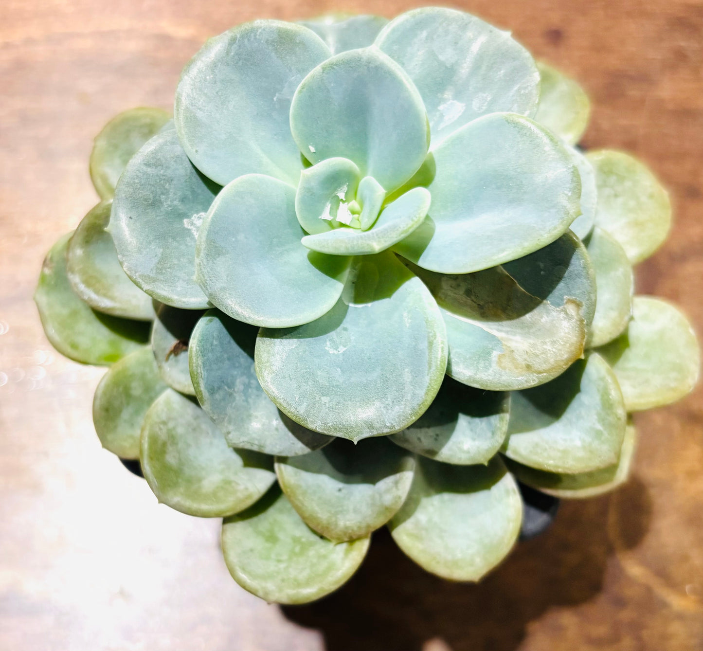 Succulents - Assorted 3"