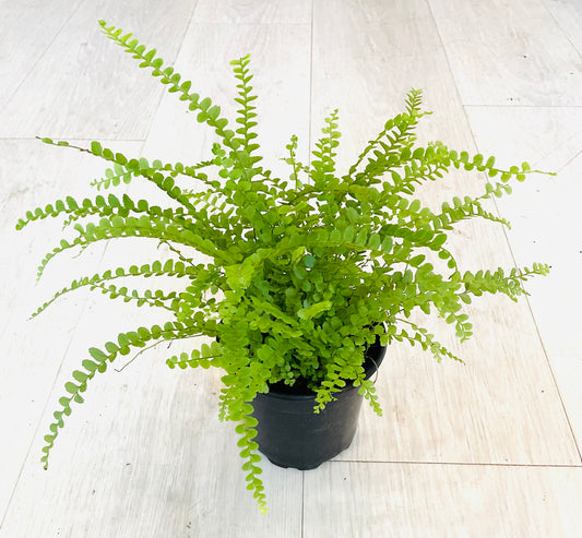 Button Fern