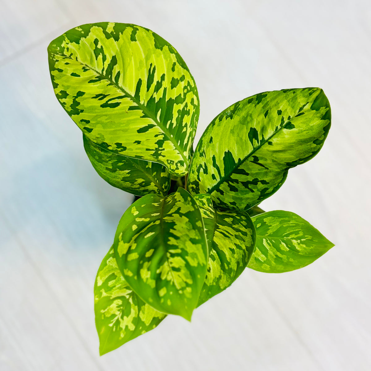 Camouflage Homalomena