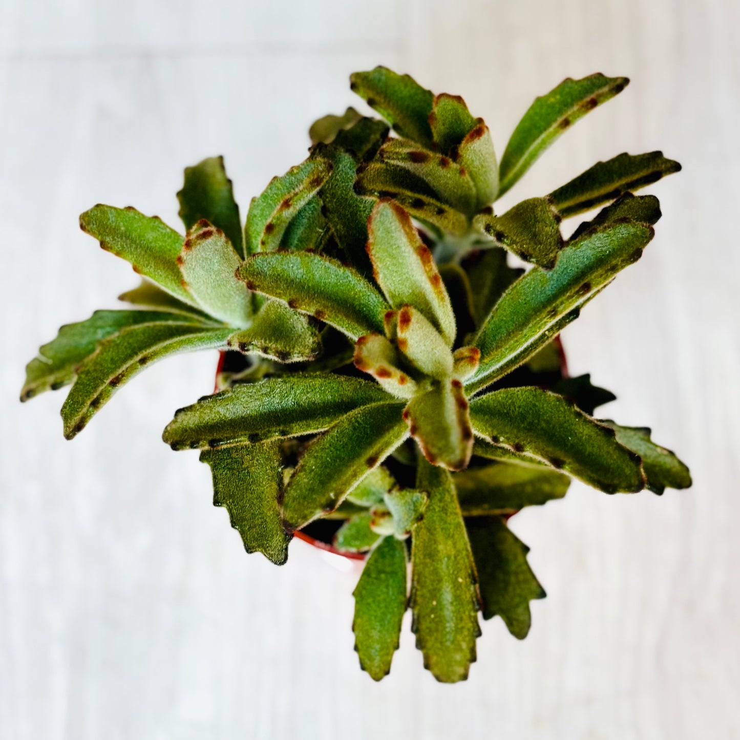 Succulents - Assorted 4"