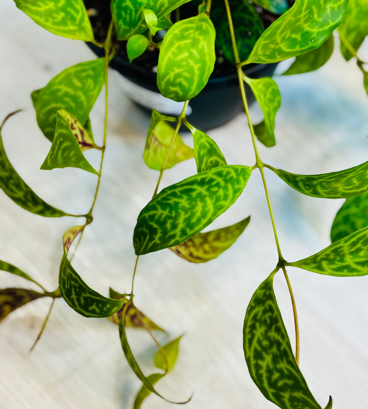 Black Pagoda Lipstick Plant