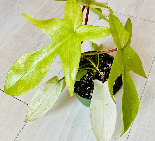 Florida Ghost Philodendron
