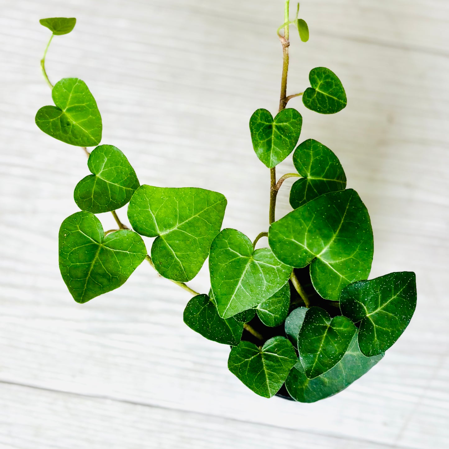 Houseplants - Assorted 2"
