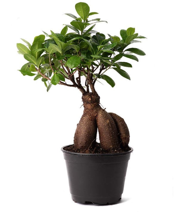 Ginseng Ficus