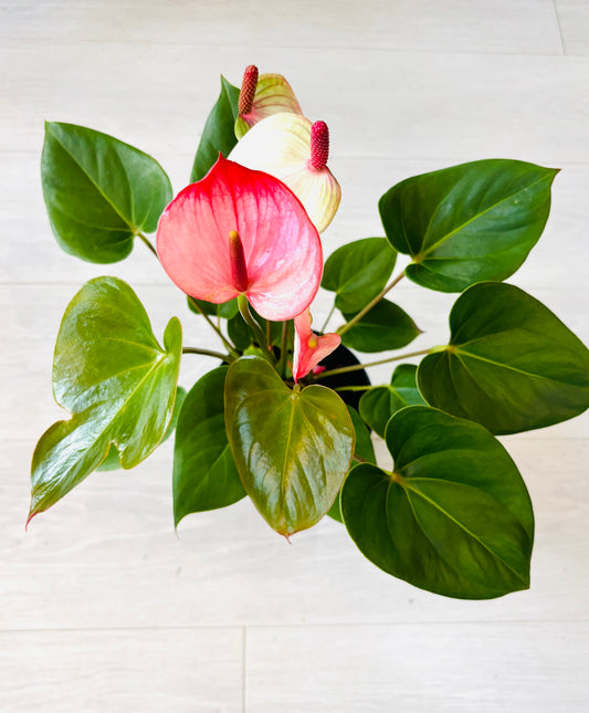 Dutch Anthurium