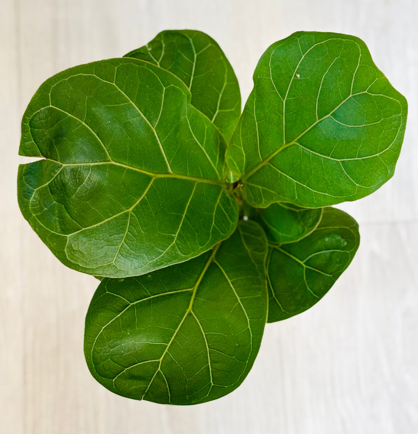Fiddle Leaf Fig Bush