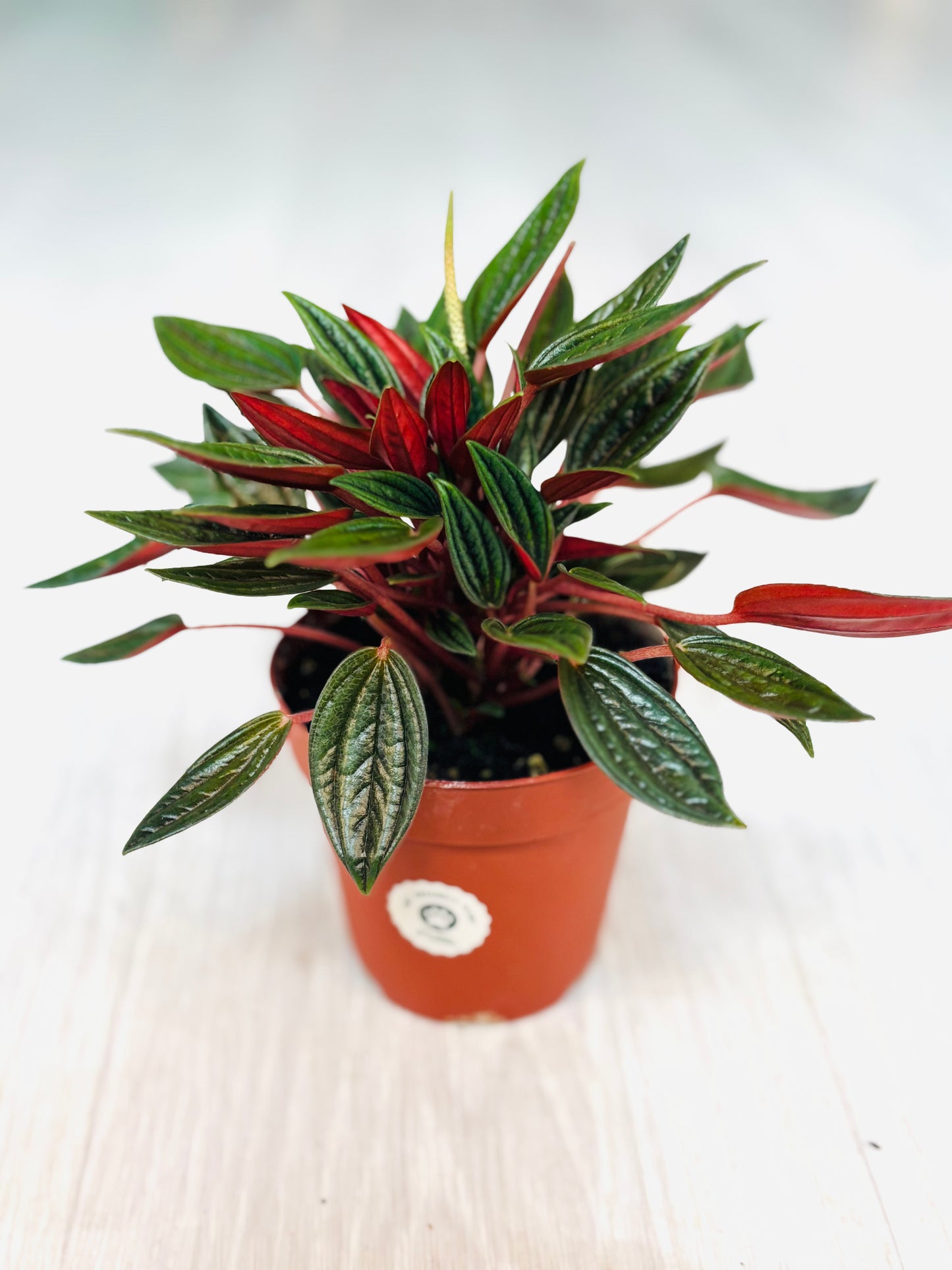 Rosso Peperomia