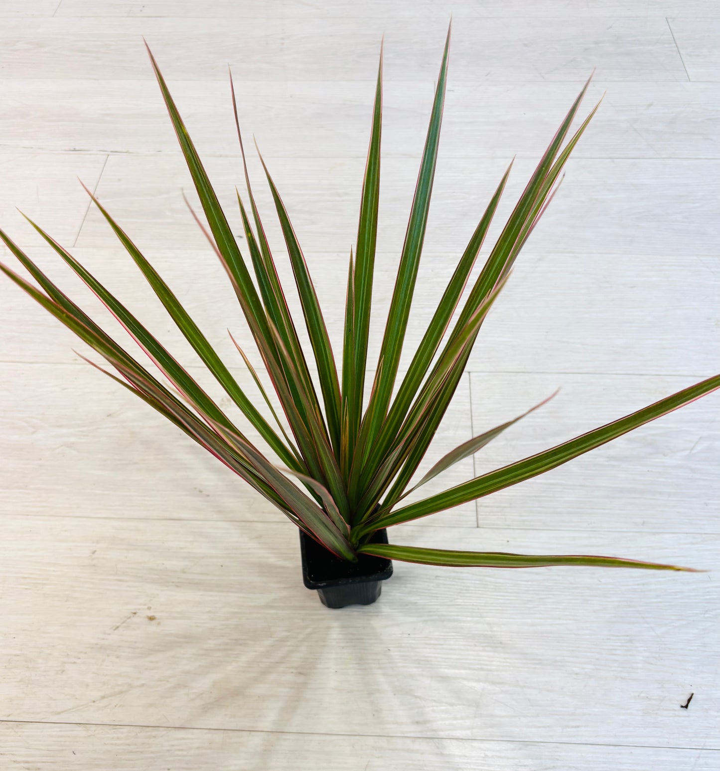 Houseplants - Assorted 3"