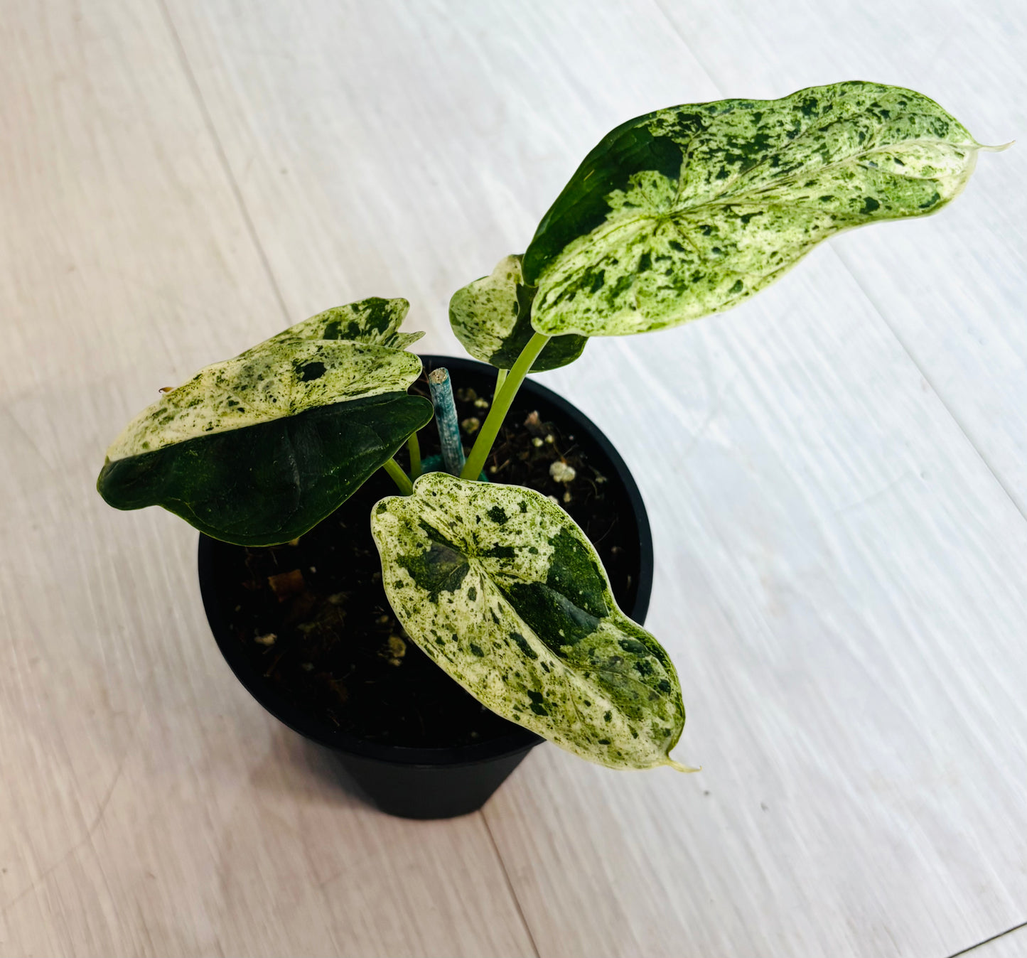 Variegated Alocasia Dragon Scale