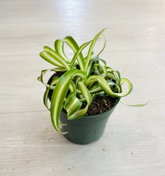 Curly Spider Plant