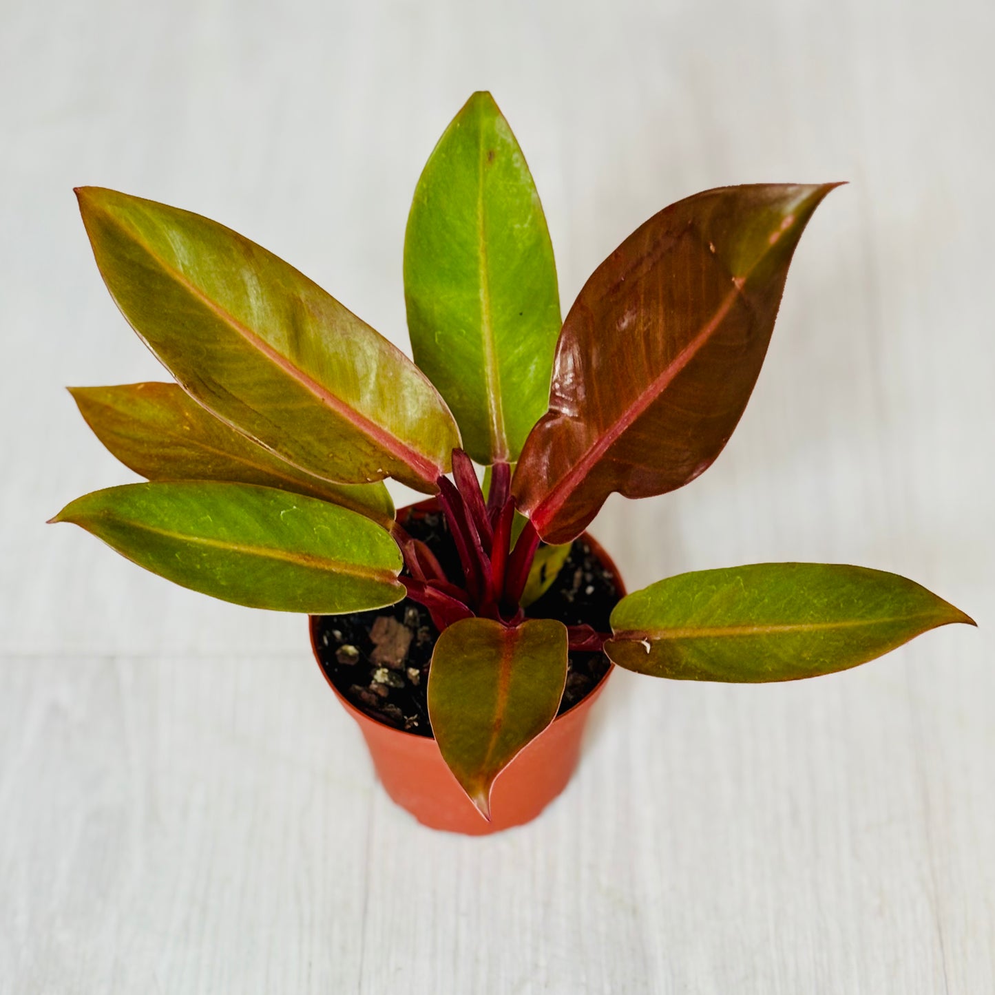 Prince of Orange Philodendron